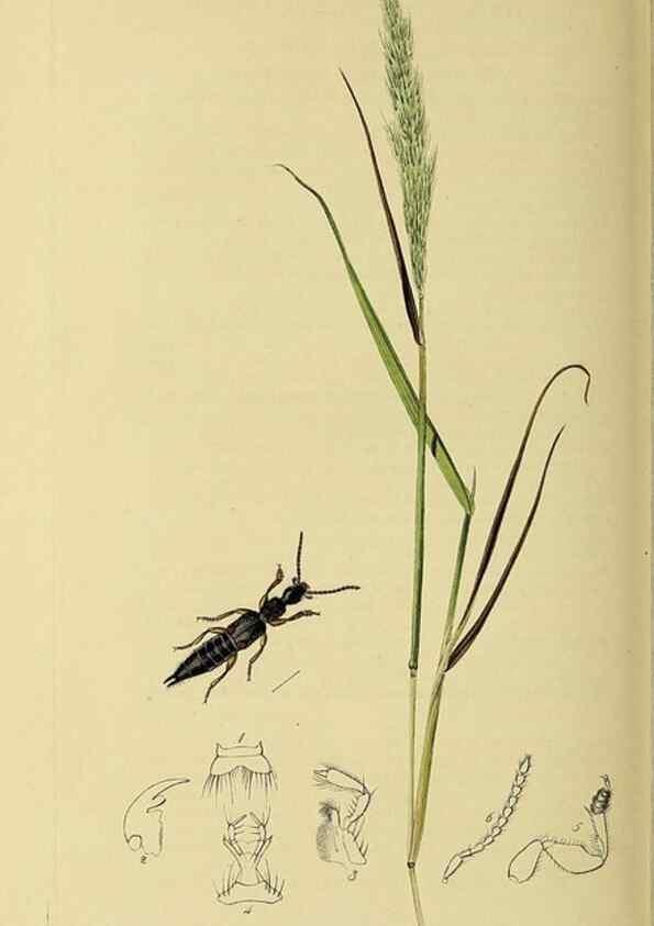 Reproducción/Reproduction 36370268435: British entomology :. London,Printed for the author,1823-1840 [i.e. 1840].