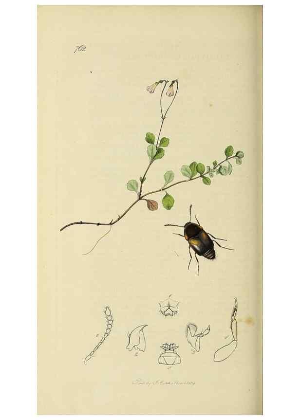 Reproducción/Reproduction 36201824492: British entomology :. London,Printed for the author,1823-1840 [i.e. 1840].
