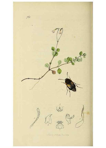 Reproducción/Reproduction 36201824492: British entomology :. London,Printed for the author,1823-1840 [i.e. 1840].