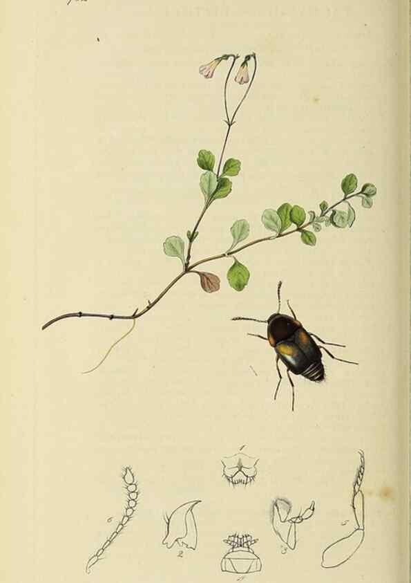 Reproducción/Reproduction 36201824492: British entomology :. London,Printed for the author,1823-1840 [i.e. 1840].