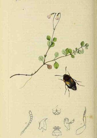 Reproducción/Reproduction 36201824492: British entomology :. London,Printed for the author,1823-1840 [i.e. 1840].