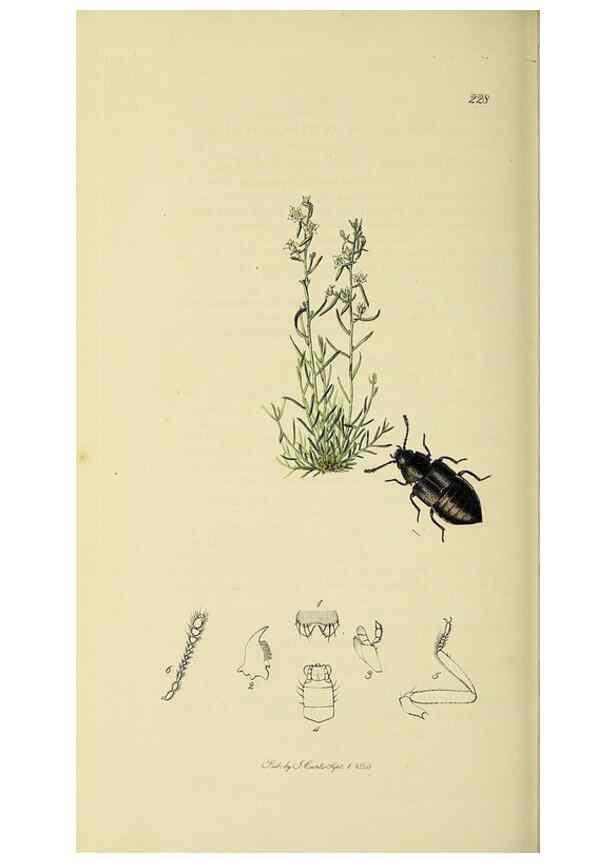 Reproducción/Reproduction 36233555831: British entomology :. London,Printed for the author,1823-1840 [i.e. 1840].