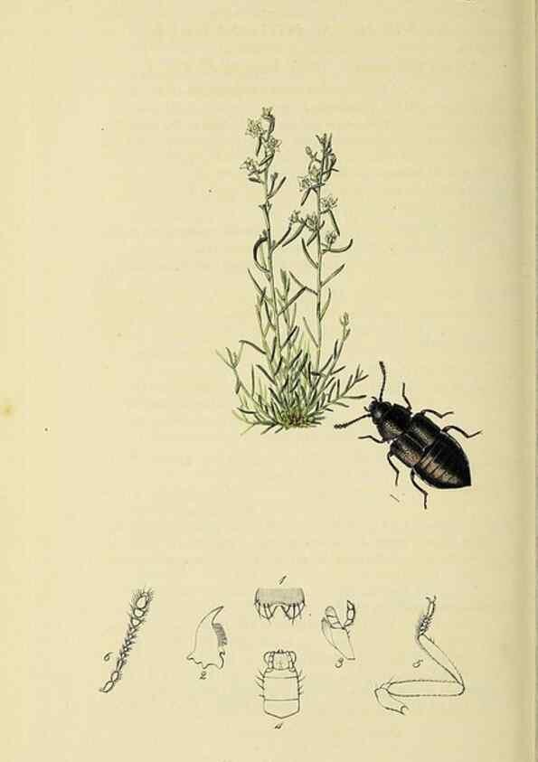 Reproducción/Reproduction 36233555831: British entomology :. London,Printed for the author,1823-1840 [i.e. 1840].