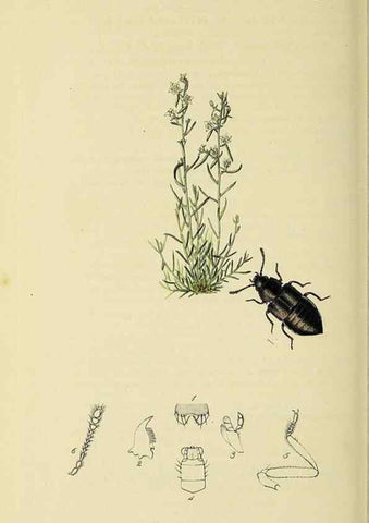 Reproducción/Reproduction 36233555831: British entomology :. London,Printed for the author,1823-1840 [i.e. 1840].