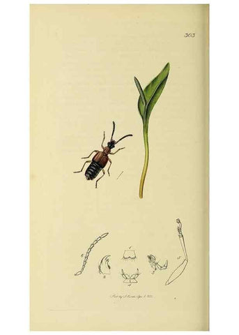Reproducción/Reproduction 36233556851: British entomology :. London,Printed for the author,1823-1840 [i.e. 1840].