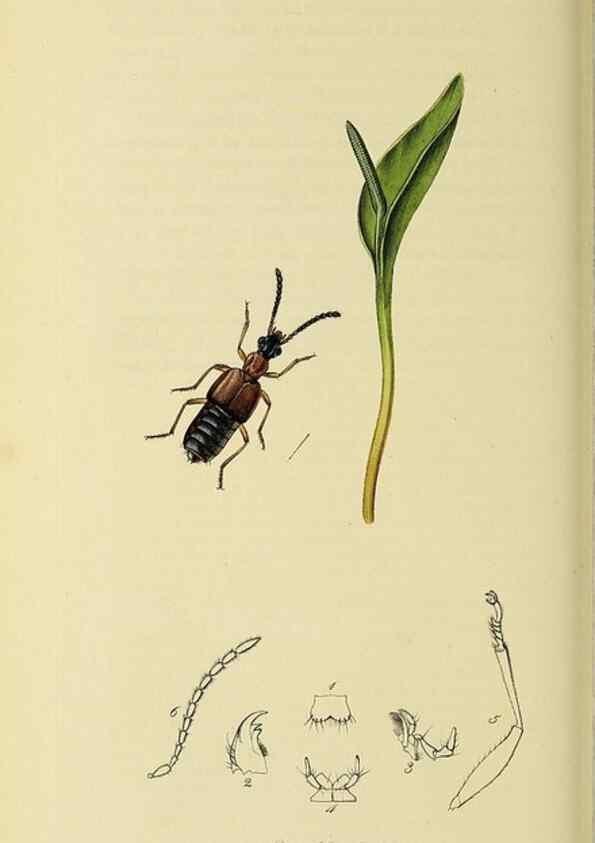 Reproducción/Reproduction 36233556851: British entomology :. London,Printed for the author,1823-1840 [i.e. 1840].