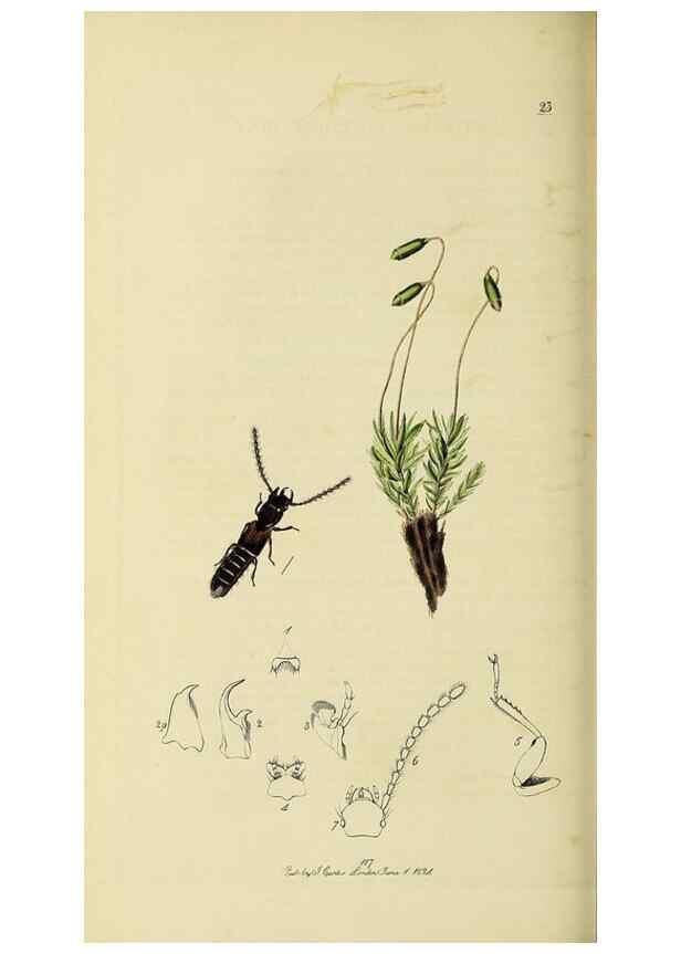 Reproducción/Reproduction 36233558021: British entomology :. London,Printed for the author,1823-1840 [i.e. 1840].