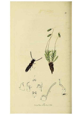 Reproducción/Reproduction 36233558021: British entomology :. London,Printed for the author,1823-1840 [i.e. 1840].
