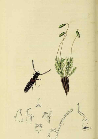 Reproducción/Reproduction 36233558021: British entomology :. London,Printed for the author,1823-1840 [i.e. 1840].