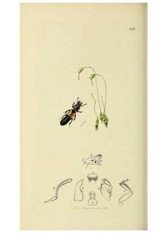 Reproducción/Reproduction 36233558921: British entomology :. London,Printed for the author,1823-1840 [i.e. 1840].