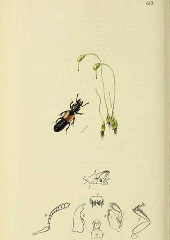 Reproducción/Reproduction 36233558921: British entomology :. London,Printed for the author,1823-1840 [i.e. 1840].
