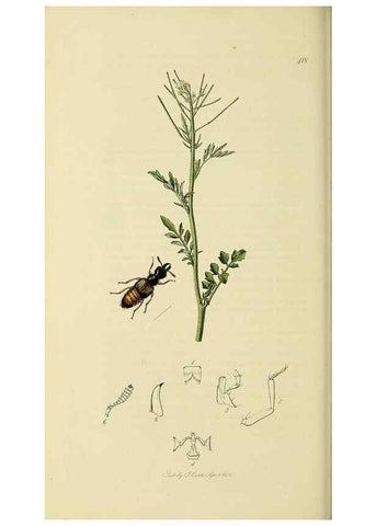 Reproducción/Reproduction 36233560101: British entomology :. London,Printed for the author,1823-1840 [i.e. 1840].