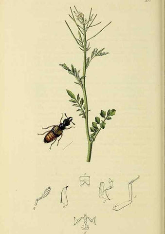 Reproducción/Reproduction 36233560101: British entomology :. London,Printed for the author,1823-1840 [i.e. 1840].