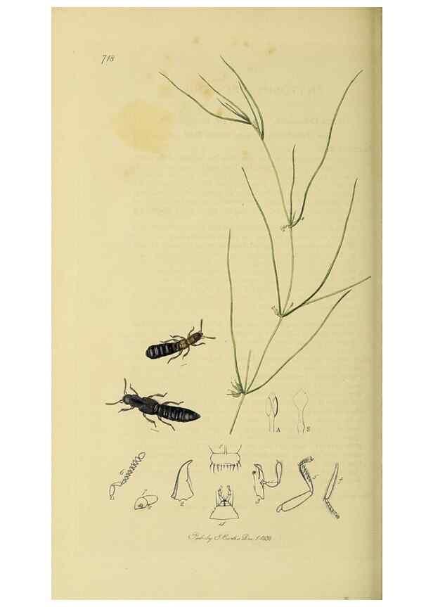 Reproducción/Reproduction 36233561721: British entomology :. London,Printed for the author,1823-1840 [i.e. 1840].