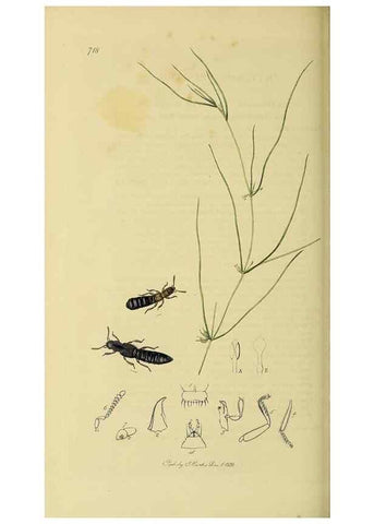 Reproducción/Reproduction 36233561721: British entomology :. London,Printed for the author,1823-1840 [i.e. 1840].