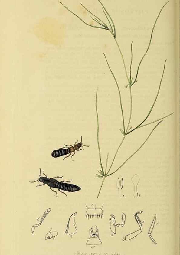 Reproducción/Reproduction 36233561721: British entomology :. London,Printed for the author,1823-1840 [i.e. 1840].