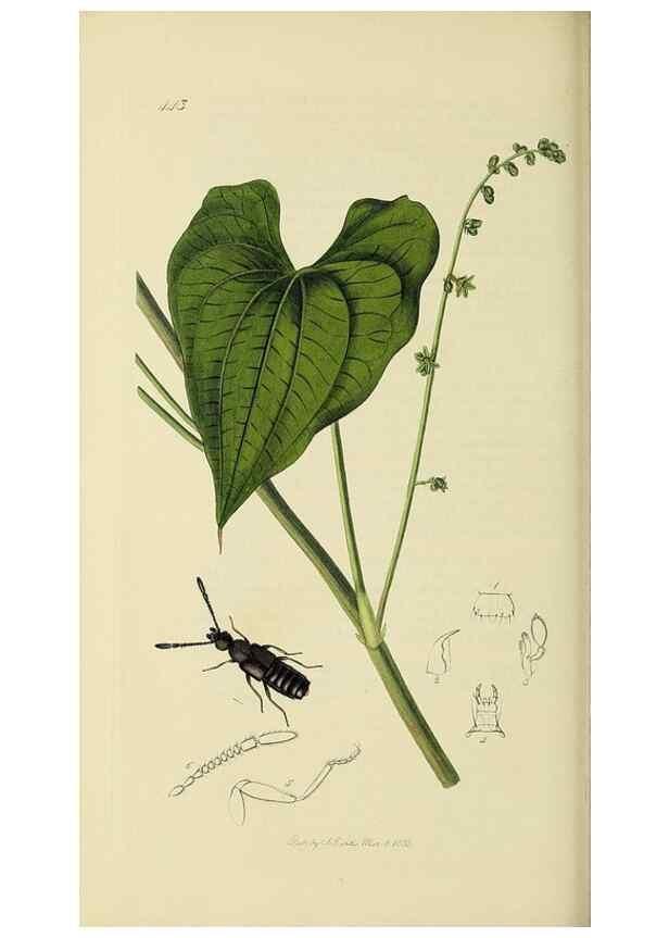 Reproducción/Reproduction 36233563321: British entomology :. London,Printed for the author,1823-1840 [i.e. 1840].