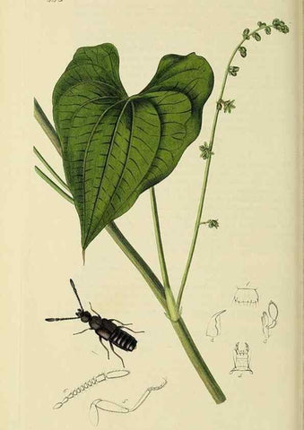 Reproducción/Reproduction 36233563321: British entomology :. London,Printed for the author,1823-1840 [i.e. 1840].