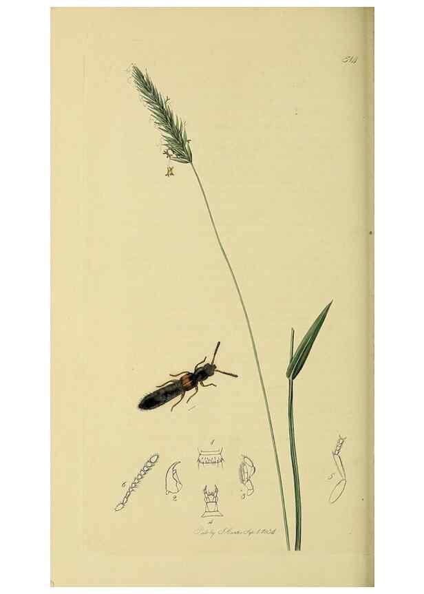 Reproducción/Reproduction 36233565531: British entomology :. London,Printed for the author,1823-1840 [i.e. 1840].