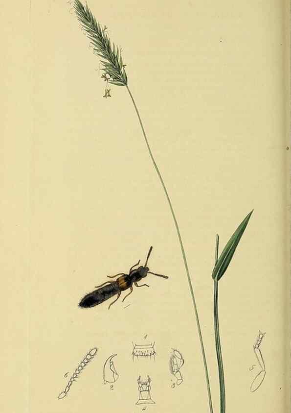 Reproducción/Reproduction 36233565531: British entomology :. London,Printed for the author,1823-1840 [i.e. 1840].