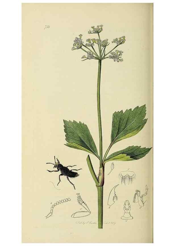 Reproducción/Reproduction 36201806712: British entomology :. London,Printed for the author,1823-1840 [i.e. 1840].