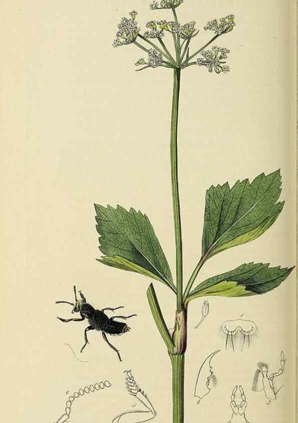Reproducción/Reproduction 36201806712: British entomology :. London,Printed for the author,1823-1840 [i.e. 1840].