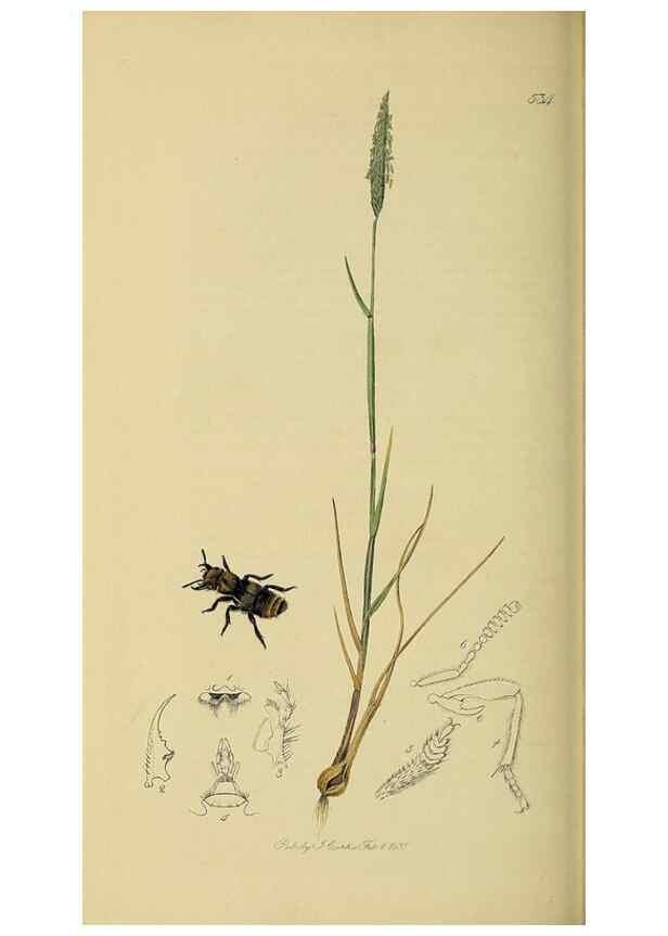 Reproducción/Reproduction 36370247165: British entomology :. London,Printed for the author,1823-1840 [i.e. 1840].