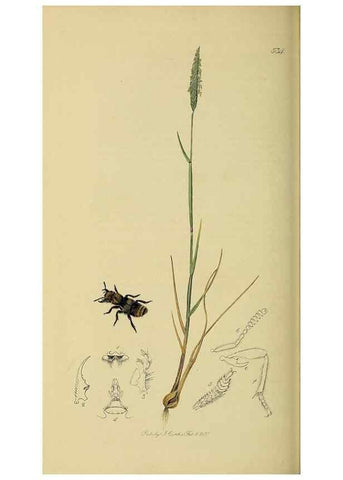 Reproducción/Reproduction 36370247165: British entomology :. London,Printed for the author,1823-1840 [i.e. 1840].
