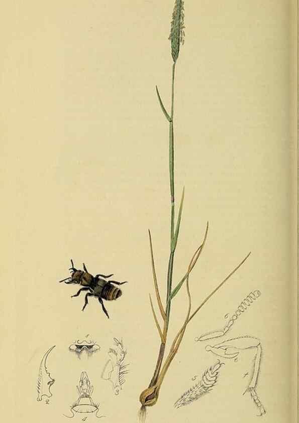 Reproducción/Reproduction 36370247165: British entomology :. London,Printed for the author,1823-1840 [i.e. 1840].