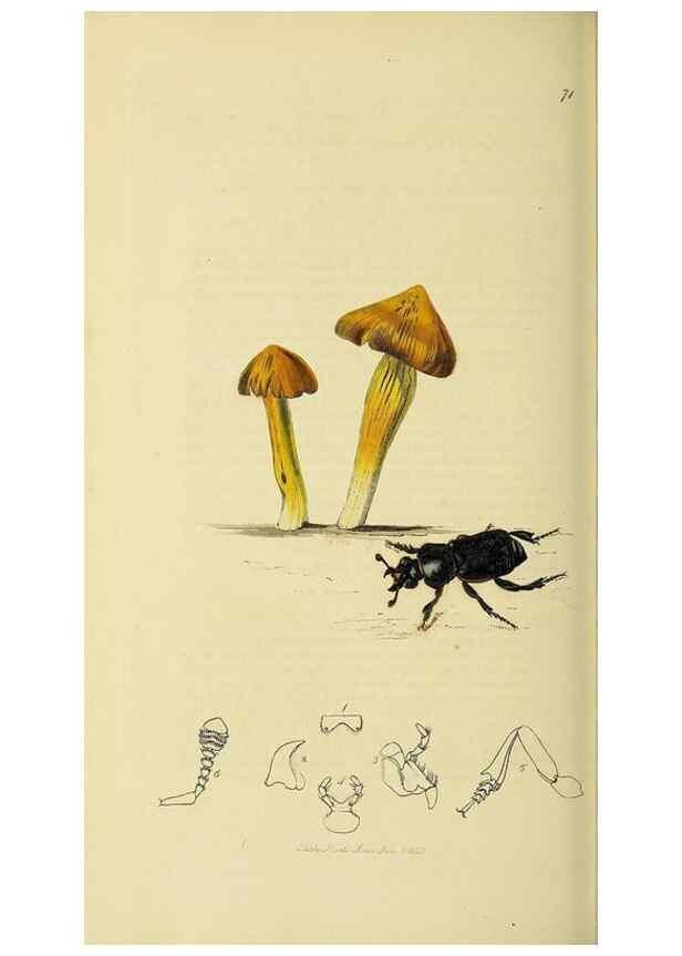 Reproducción/Reproduction 36370244865: British entomology :. London,Printed for the author,1823-1840 [i.e. 1840].