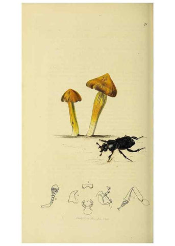 Reproducción/Reproduction 36370244865: British entomology :. London,Printed for the author,1823-1840 [i.e. 1840].