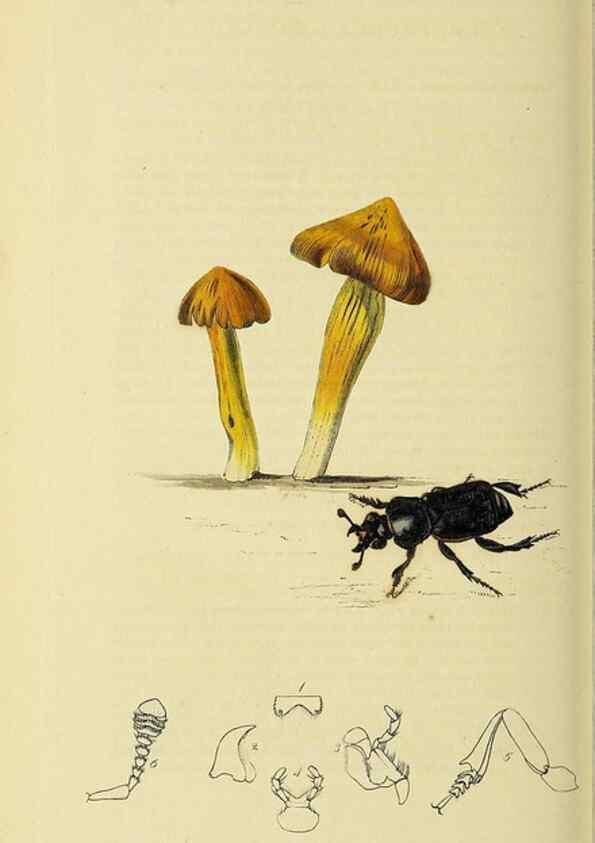 Reproducción/Reproduction 36370244865: British entomology :. London,Printed for the author,1823-1840 [i.e. 1840].