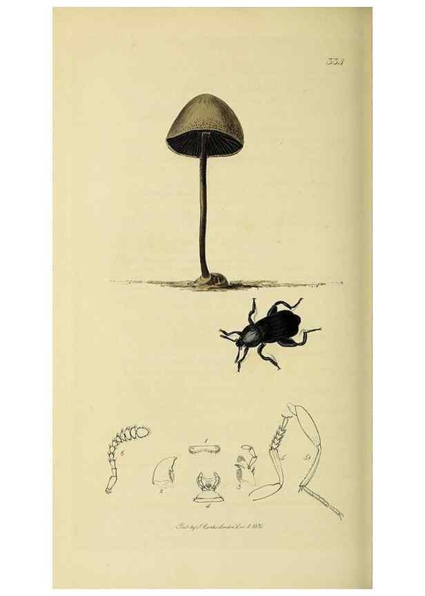 Reproducción/Reproduction 36233540451: British entomology :. London,Printed for the author,1823-1840 [i.e. 1840].