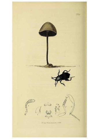 Reproducción/Reproduction 36233540451: British entomology :. London,Printed for the author,1823-1840 [i.e. 1840].