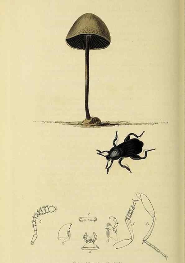 Reproducción/Reproduction 36233540451: British entomology :. London,Printed for the author,1823-1840 [i.e. 1840].