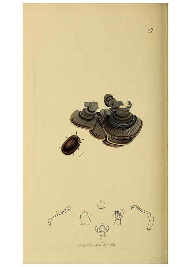 Reproducción/Reproduction 36233506061: British entomology :. London,Printed for the author,1823-1840 [i.e. 1840].