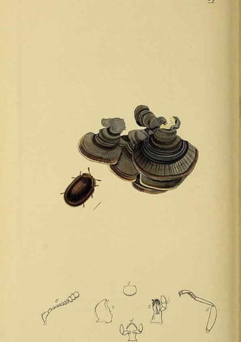 Reproducción/Reproduction 36233506061: British entomology :. London,Printed for the author,1823-1840 [i.e. 1840].