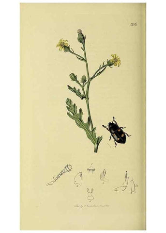 Reproducción/Reproduction 36233508421: British entomology :. London,Printed for the author,1823-1840 [i.e. 1840].