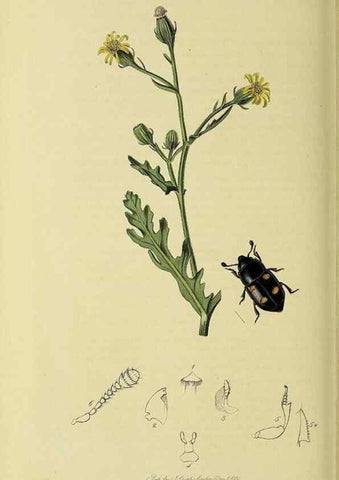 Reproducción/Reproduction 36233508421: British entomology :. London,Printed for the author,1823-1840 [i.e. 1840].