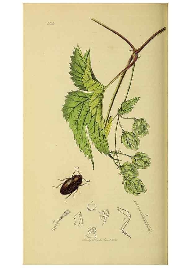 Reproducción/Reproduction 36233510731: British entomology :. London,Printed for the author,1823-1840 [i.e. 1840].