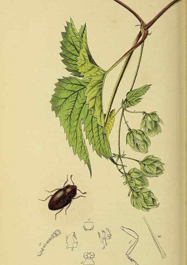 Reproducción/Reproduction 36233510731: British entomology :. London,Printed for the author,1823-1840 [i.e. 1840].