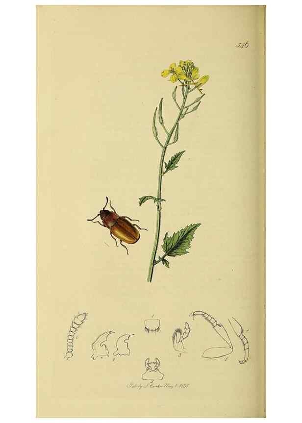 Reproducción/Reproduction 36233513191: British entomology :. London,Printed for the author,1823-1840 [i.e. 1840].