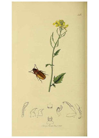 Reproducción/Reproduction 36233513191: British entomology :. London,Printed for the author,1823-1840 [i.e. 1840].