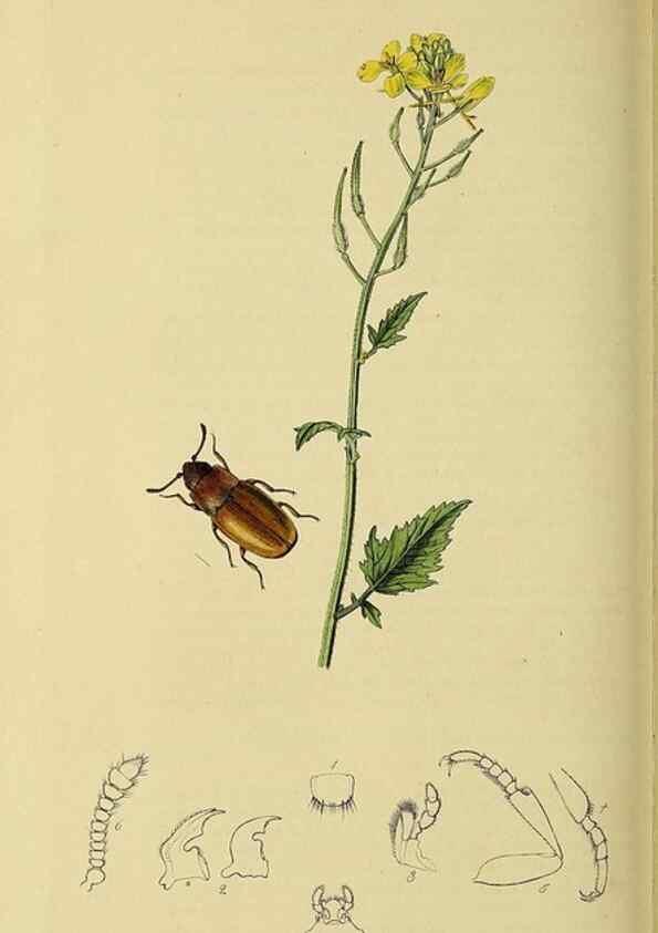 Reproducción/Reproduction 36233513191: British entomology :. London,Printed for the author,1823-1840 [i.e. 1840].