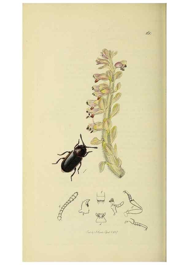 Reproducción/Reproduction 36233515771: British entomology :. London,Printed for the author,1823-1840 [i.e. 1840].