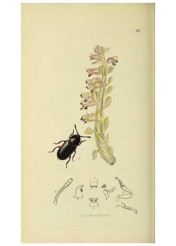 Reproducción/Reproduction 36233515771: British entomology :. London,Printed for the author,1823-1840 [i.e. 1840].