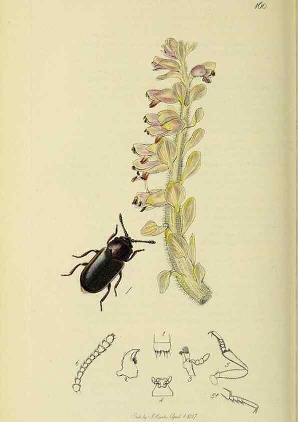 Reproducción/Reproduction 36233515771: British entomology :. London,Printed for the author,1823-1840 [i.e. 1840].