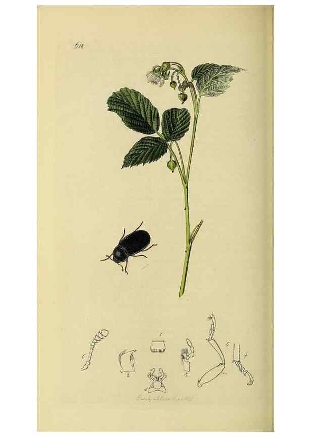 Reproducción/Reproduction 36233518421: British entomology :. London,Printed for the author,1823-1840 [i.e. 1840].