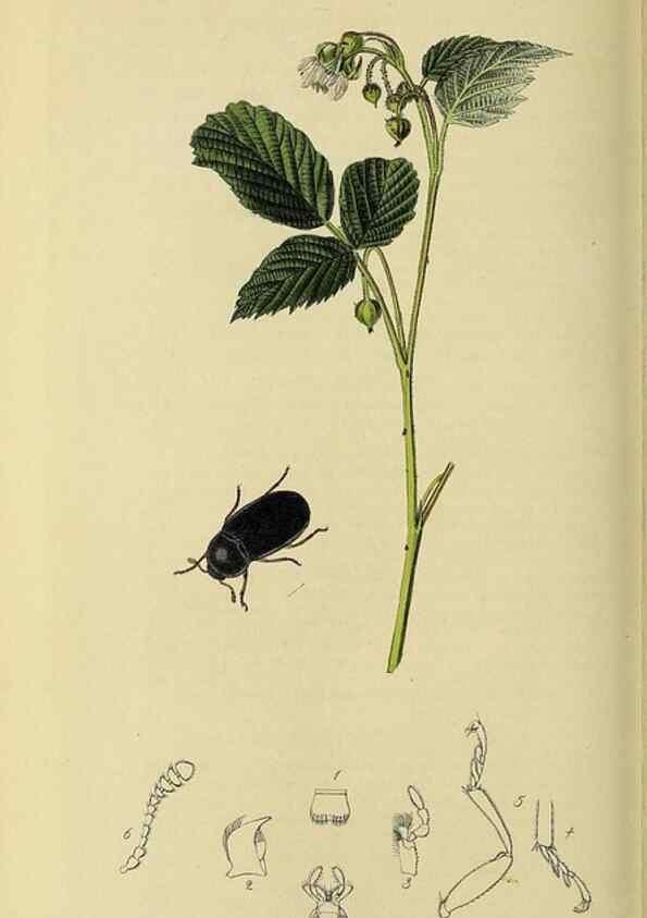 Reproducción/Reproduction 36233518421: British entomology :. London,Printed for the author,1823-1840 [i.e. 1840].