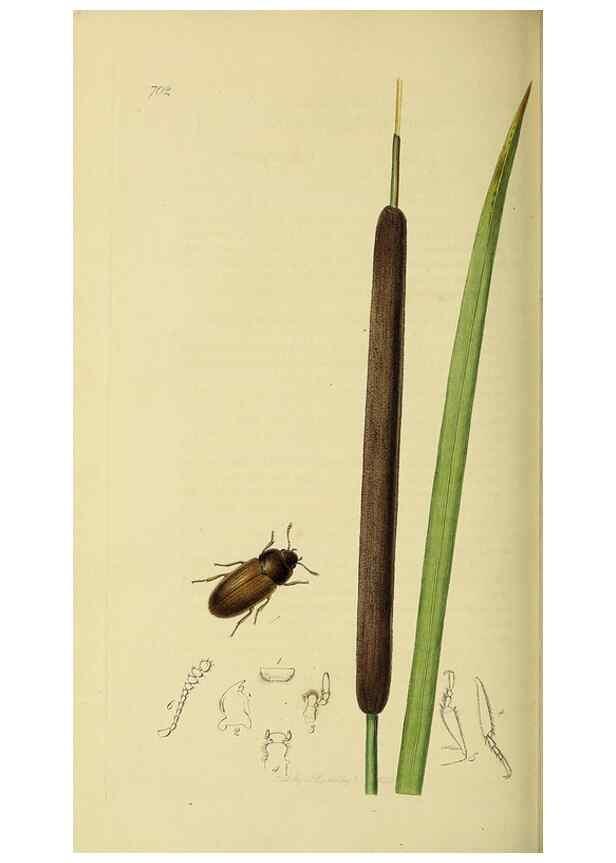 Reproducción/Reproduction 36233521271: British entomology :. London,Printed for the author,1823-1840 [i.e. 1840].